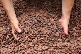 cacao